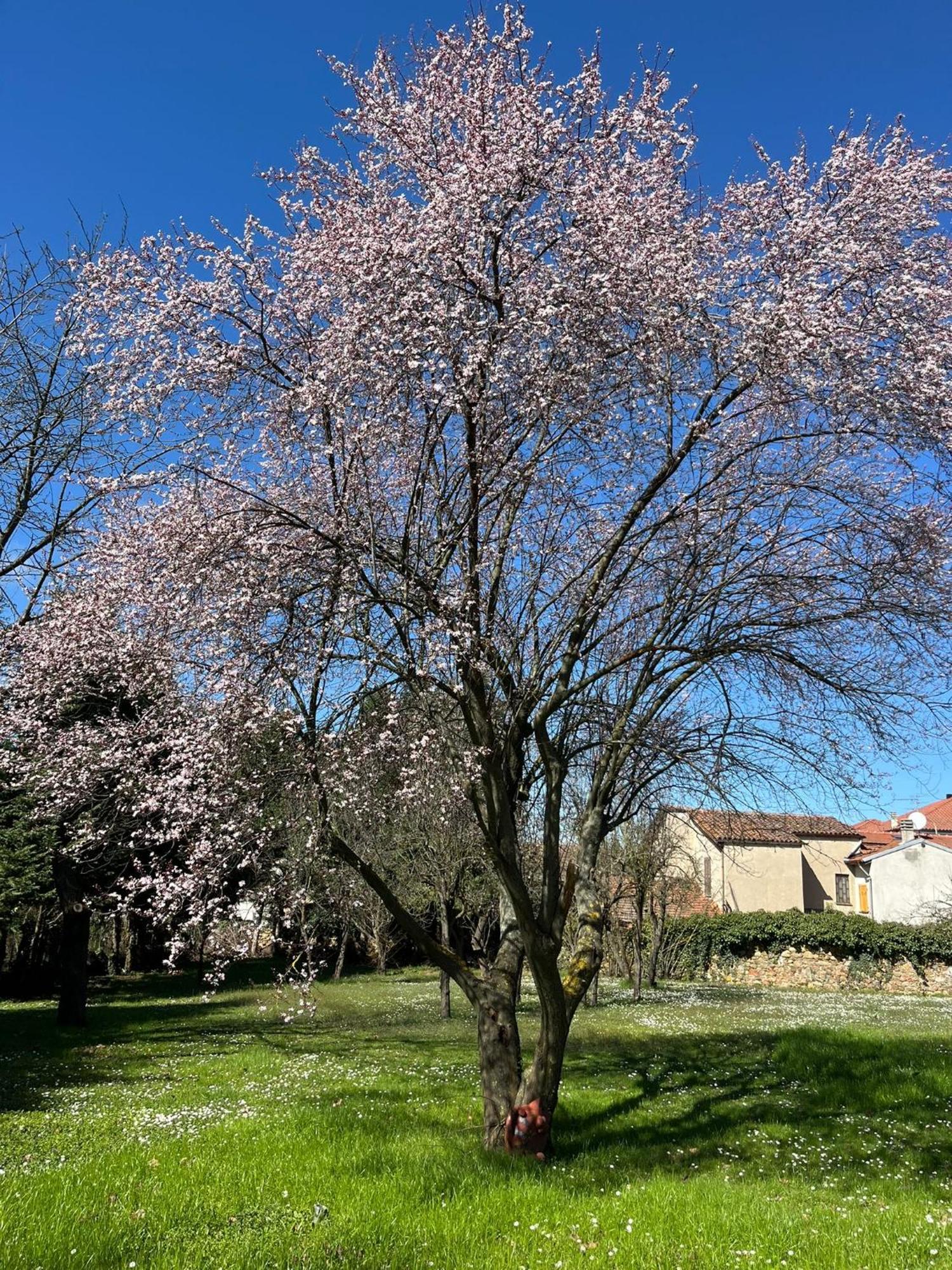 B&B Villa Degli Aceri Carcare Bagian luar foto